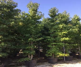 Mehrstämmige Amberbaum (Liquidambar styraciflua)
