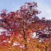 Amberbaum (Liquidambar styraciflua)