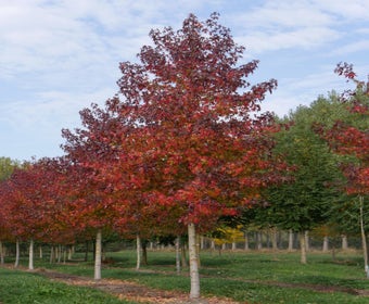 Große Amberbaum (Liquidambar styraciflua 'Worplesdon')