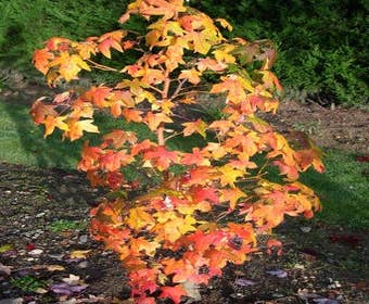 Amberbaum (Liquidambar styraciflua 'Golden Sun')
