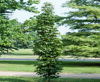 Amberbaum (Liquidambar styraciflua 'Slender Silhouette')