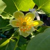 Tulpenbaum (Liriodendron tulipfera 'Fastigiata')