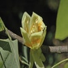 Tulpenbaum als Dachbaum (Liriodendron tulipifera)