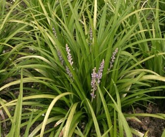 Liliengras (Liriope spicata)