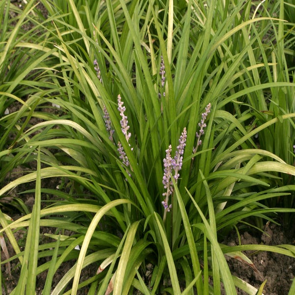 Liliengras (Liriope spicata)