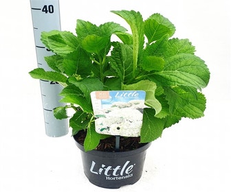 Kleinbleibende Hortensien (Hydrangea macr. 'Little White'®)