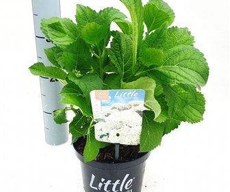 Kleinbleibende Hortensien (Hydrangea macr. 'Little White'®)