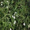Perl-Saat (Lithodora diffusa 'Alba')