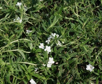Perl-Saat (Lithodora diffusa 'Alba')