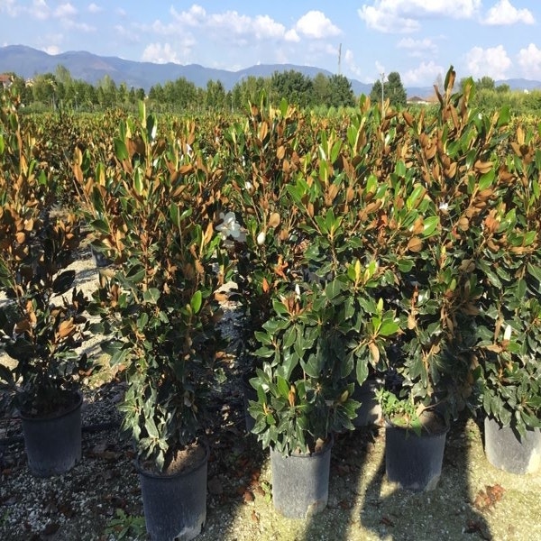 Immergrüne Magnolie (Magnolia grandiflora 'Little Gem')