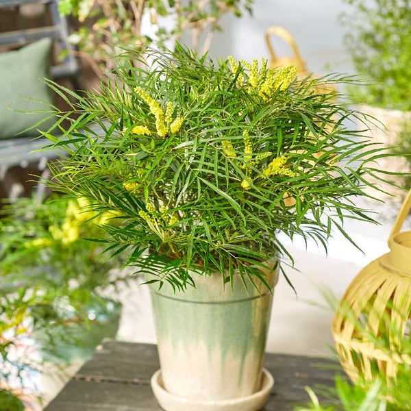 Mahonia 'Little Soft Caress'