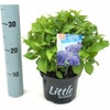 Kleinbleibende Hortensie (Hydrangea macr. 'Little Blue'®)