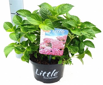 Kleinbleibende Hortensie (Hydrangea macr. 'Little Pink'®)