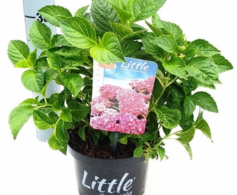 Kleinbleibende Hortensie (Hydrangea macr. 'Little Pink'®)