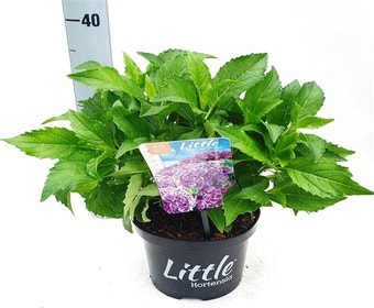 Kleinbleibende Hortensien (Hydrangea macr. 'Little Purple®)