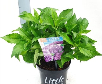 Kleinbleibende Hortensien (Hydrangea macr. 'Little Purple®)