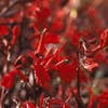 Gartenlobelia/rote Lobelia (Lobelia fulgens 'Queen Victoria')