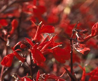 Gartenlobelia/rote Lobelia (Lobelia fulgens 'Queen Victoria')