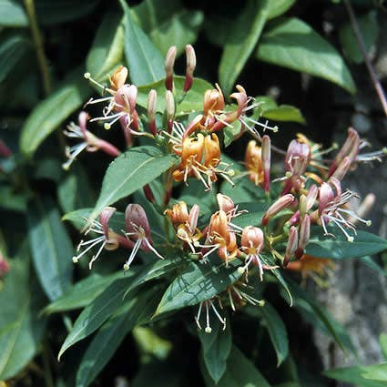 groenblijvende Kamperfoelie (Lonicera henryi)