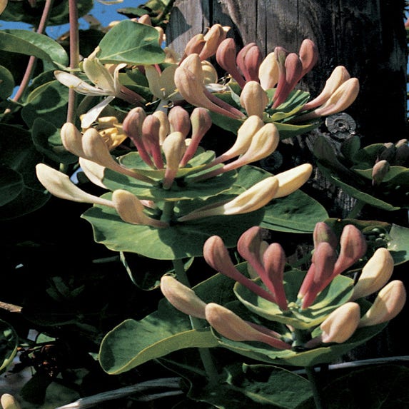 Kamperfoelie (Lonicera caprifolium)
