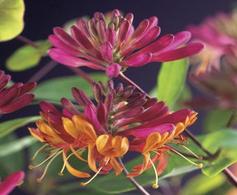 Geißblatt (Lonicera heckrotti 'Goldflame')