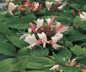 Geißblatt (Lonicera japonica 'Red World')
