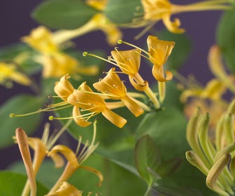 Geißblatt (Lonicera 'Mandarin')
