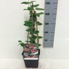 Geißblatt (Lonicera periclymenum 'Belgica Select')