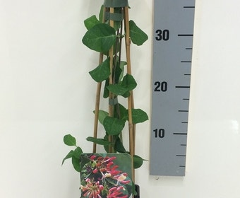 Geißblatt (Lonicera periclymenum 'Belgica Select')
