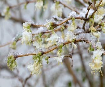 Strauch-Geißblatt (Lonicera purpusii 'Winter Beauty')