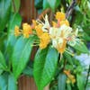 Geißblatt (Lonicera henryi 'Copper Beauty')