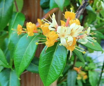 Geißblatt (Lonicera henryi 'Copper Beauty')
