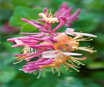 Geißblatt (Lonicera heckrottii )
