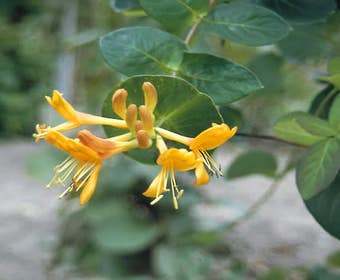 Geißblatt (Lonicera tellmanniana)