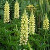 Lupine (Lupinus 'Chandelier')