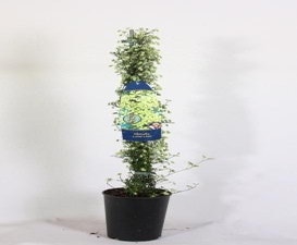Immergrüne Clematis (Clematis 'Lunar Lass')