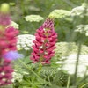 Lupine (Lupinus 'The Pages')