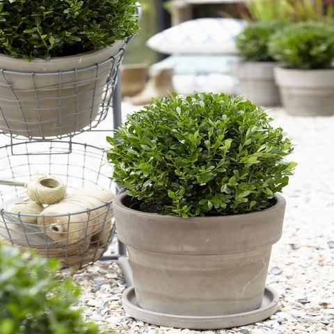 Japanische Stechpalme (Ilex crenata 'Luxus Globe')