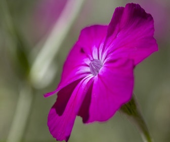 Kronen-Lichtnelke (Lychnis coronaria)