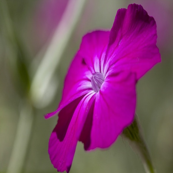 Kronen-Lichtnelke (Lychnis coronaria)
