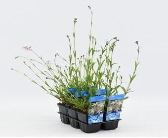 Kuckuckslichtnelke (Lychnis flos-cuculi)