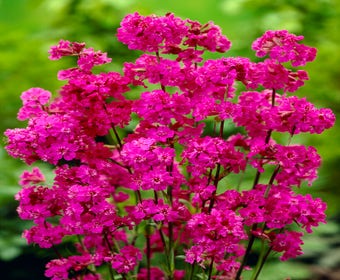 Kuckuckslichtnelke (Lychnis viscaria 'Splendens')