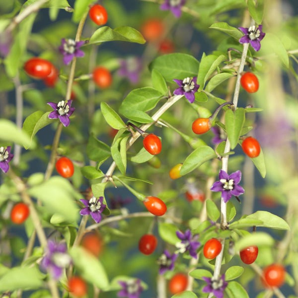 Gojibes (Lycium barbarum)