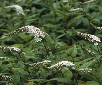 Wederich (Lysimachia clethroides)