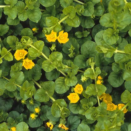Pfennigkraut (Lysimachia nummularia)
