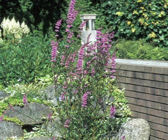 Katzenbart (Lythrum salicaria)