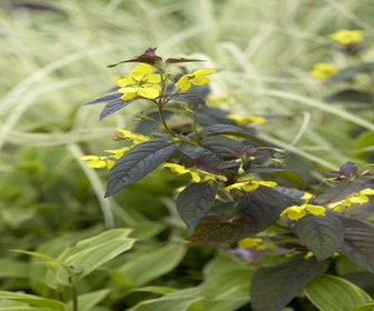 Wederich (Lysimachia ciliata 'Firecracker')