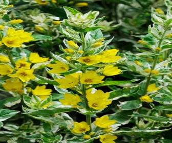Gilbweiderich (Lysimachia punctata 'Alexander')