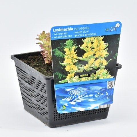 Bunt Sumpf (Lysimachia 'Variegata')