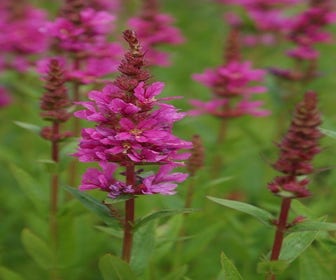 Katzenwedel (Lythrum salicaria 'Robert')